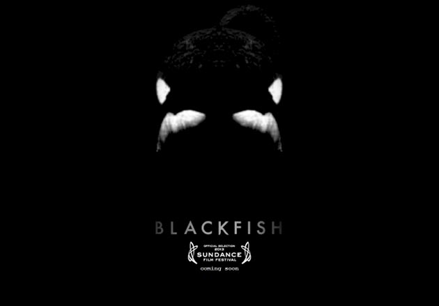 blackfish-thumb-630xauto-36453
