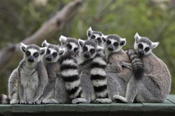 File photo of ring-tailed lemurs standing together at the Haifa zoo